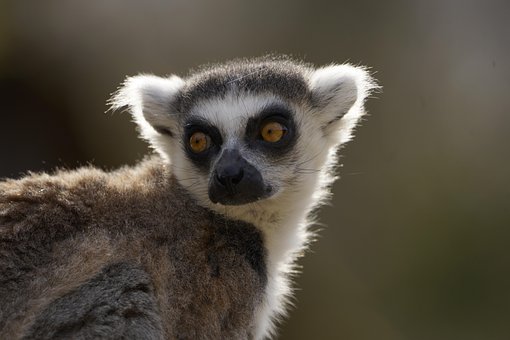 Free Ai Generated Lemur photo and picture