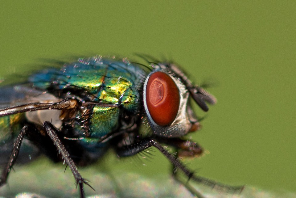 Fly Insect Photos Fly Nature An Insect - Free photo on Pixabay - Pixabay
