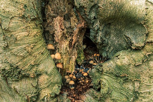 Free Mushrooms Nature photo and picture