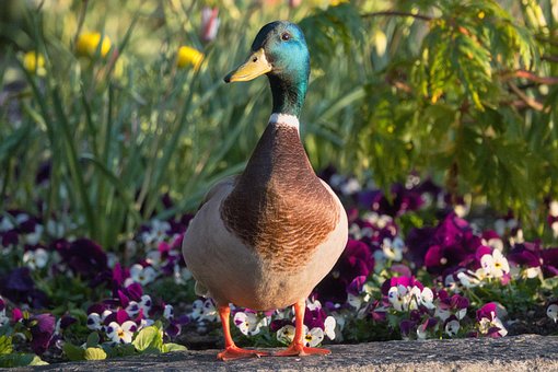 Pato, Pato Selvagem, Natureza, Primavera