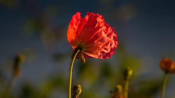 Papoula, Fundo Flor, Natureza, Primavera