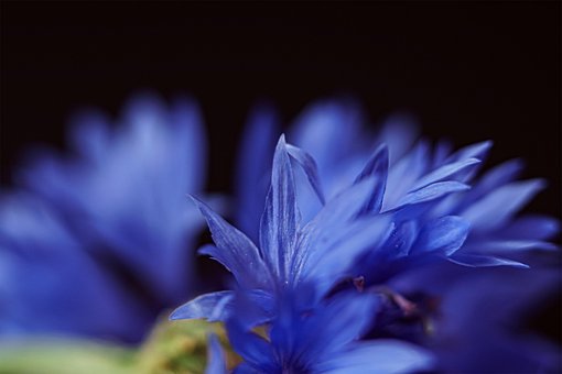 Free Flowers Bloom photo and picture