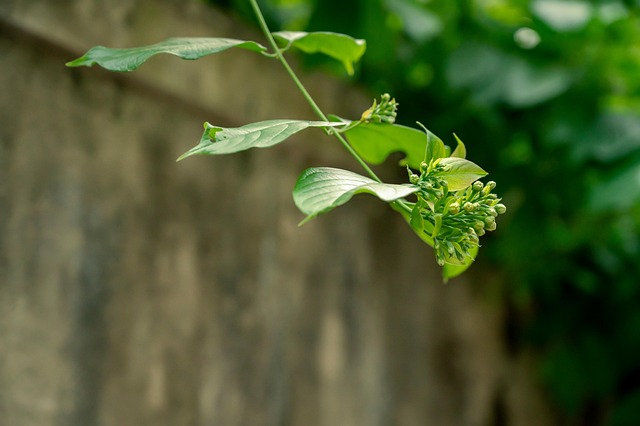 Free Tree Flower photo and picture