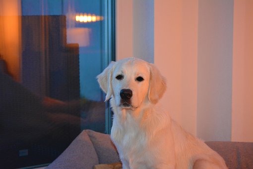 Free Dog Golden Retriever photo and picture