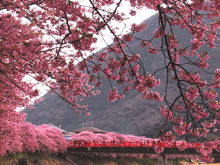 Free Cherry Blossom Japan photo and picture