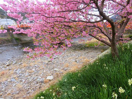 Free Cherry Blossom Japan photo and picture