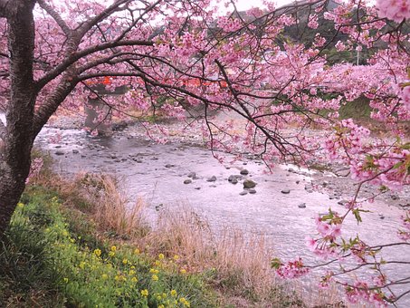 Free Cherry Blossom Japan photo and picture