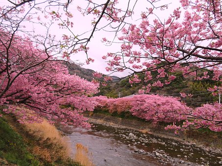 Free Cherry Blossom Japan photo and picture