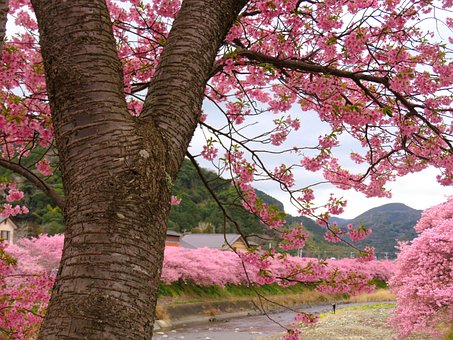 Free Cherry Blossom Japan photo and picture