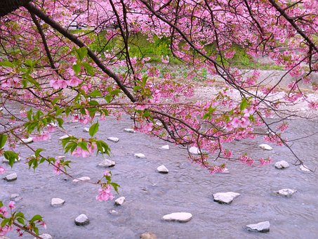 Free Cherry Blossom Japan photo and picture