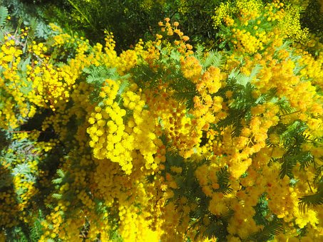 Free Mimosa Yellow Flower photo and picture