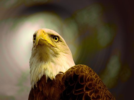 Free Bald Eagle Hawk photo and picture