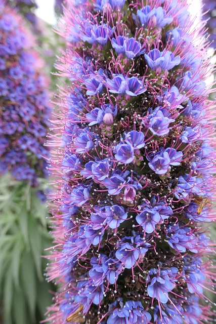 Free Purple Plant photo and picture