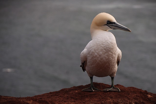 Basstölpel, Helgoland, Vogel, Nordsee