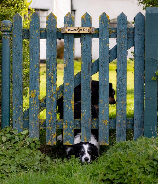 Free Dog Border Collie photo and picture