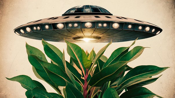 Ufo, Pflanze, Natur, Jahrgang