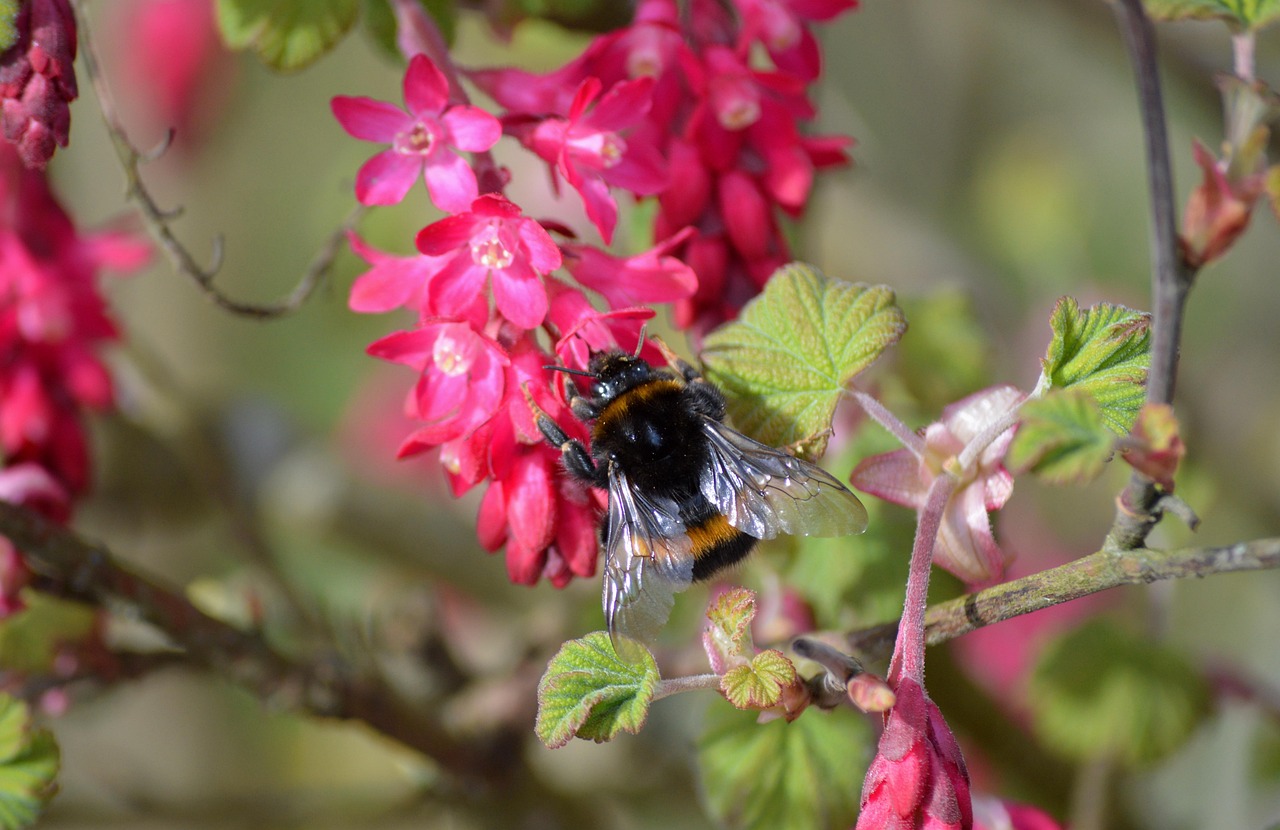 Bumblebee red flowering currant free photo on pixabay