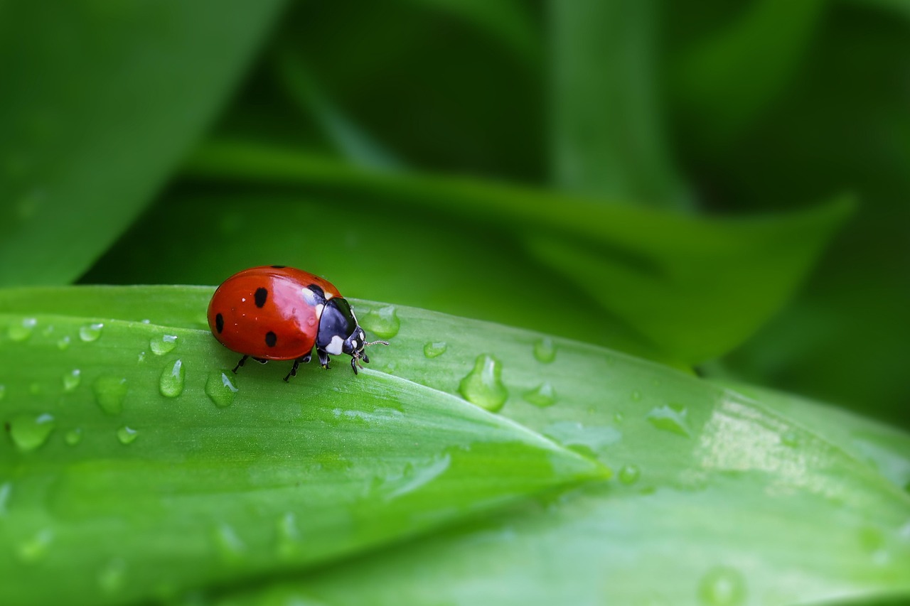 Plus De 8 000 Photos Gratuites De Miraculous Ladybug Et De Coccinelle Plus De 8 000 Photos Gratuites De Miraculous Ladybug Et De Coccinelle