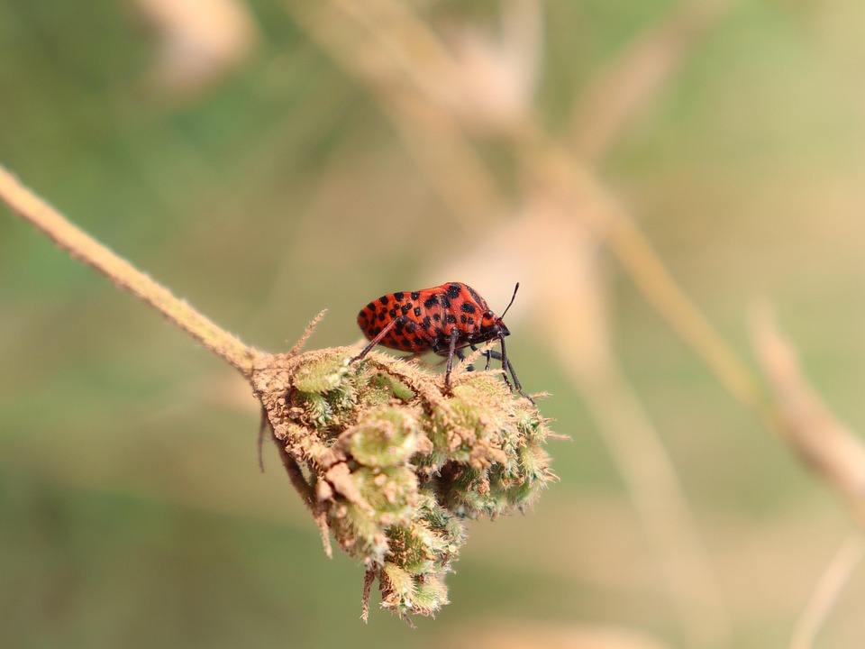 Bug Inseto Bug Do Escudo Inseto Besouro - Foto gratuita no Pixabay - Pixabay