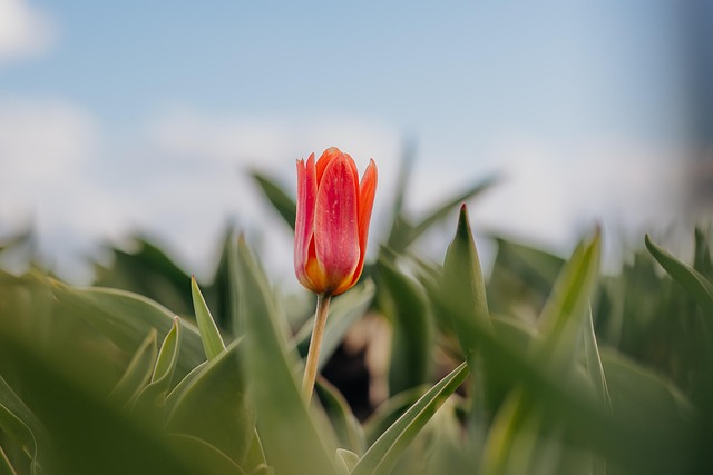 Free Red Tulip photo and picture