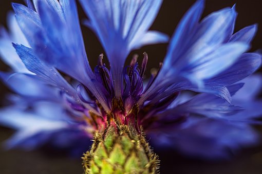 Free Flower Cereal photo and picture