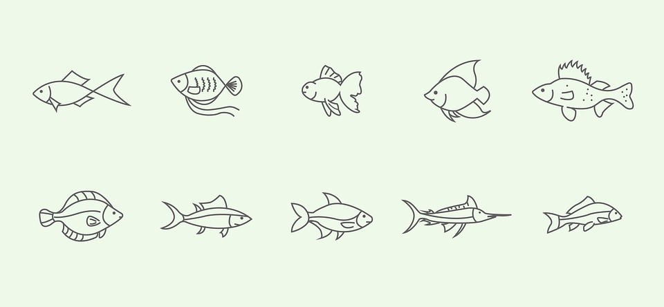 Fish Figure Line Set Fish Line - Free photo on Pixabay - Pixabay
