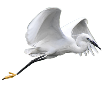 Kran, Vogel, Weiß, Natur, Fliegend, Tier