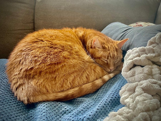 Free Cat Rosalie photo and picture