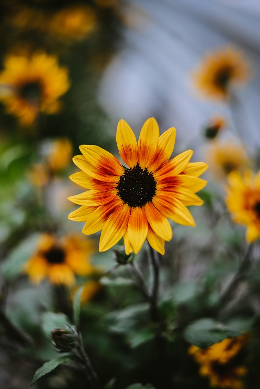  Sonnenblume Blume Pflanze - Kostenloses Foto auf Pixabay - Pixabay Illustration 