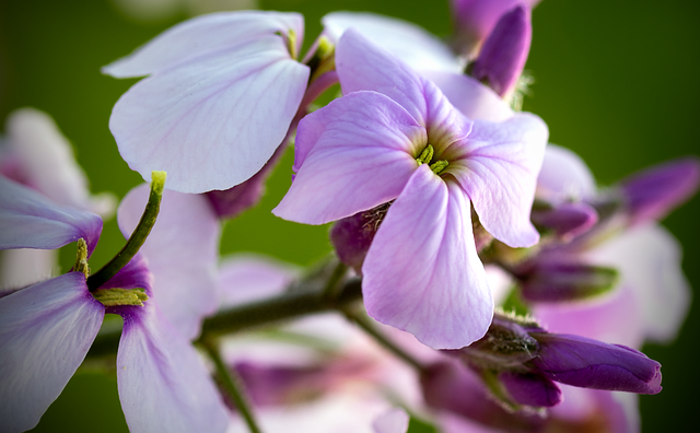 Free purple flowers bloom illustration