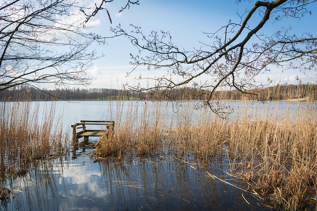 Sø, Natur, Landskab, Vand, Grene, Træer