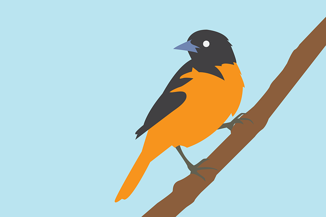 Free bird animal nature illustration