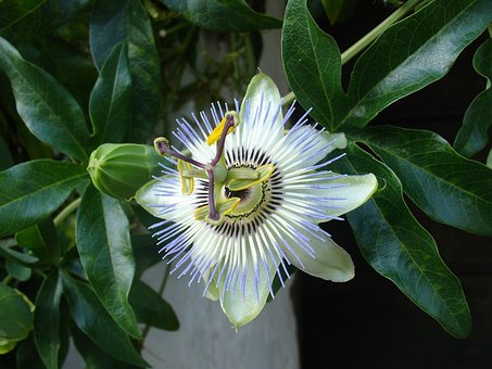 Free Flower Nature photo and picture