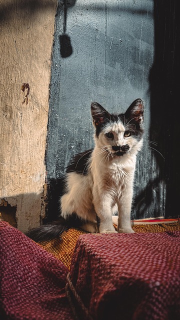 Free Cat Black And White photo and picture