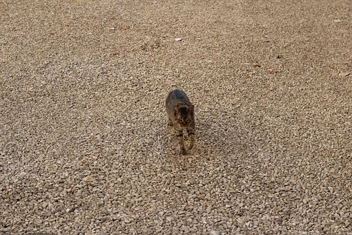Free Cat Gravel photo and picture