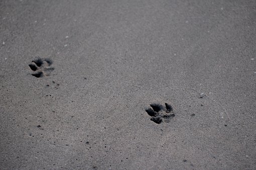 Free Fingerprints Footprint photo and picture