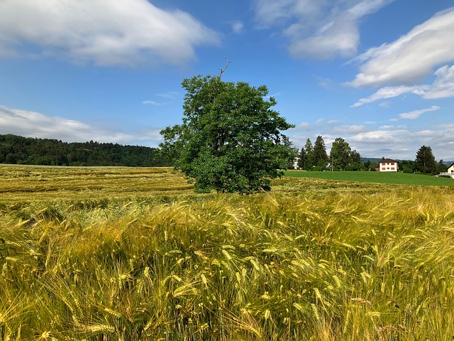 Spacious Field Field Sky Nature - Free photo on Pixabay - Pixabay