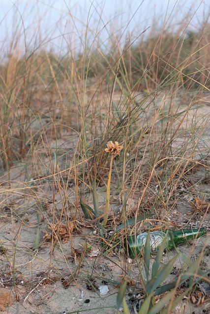 Free Dune Sand photo and picture