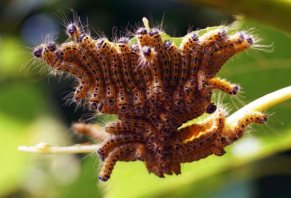 Bucephalus Caterpillar Insect Lime - Free photo on Pixabay - Pixabay