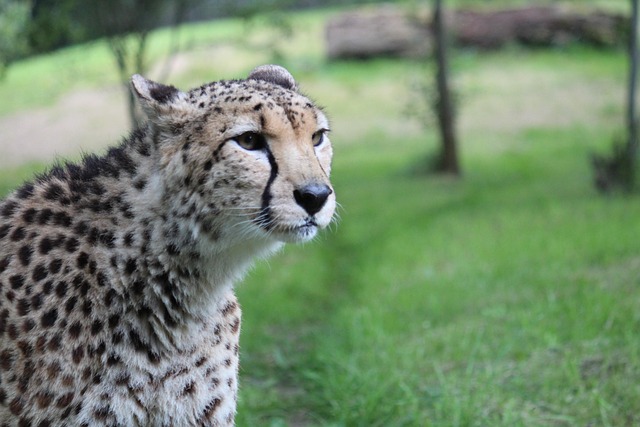 Gepard Tier Natur - Kostenloses Foto auf Pixabay