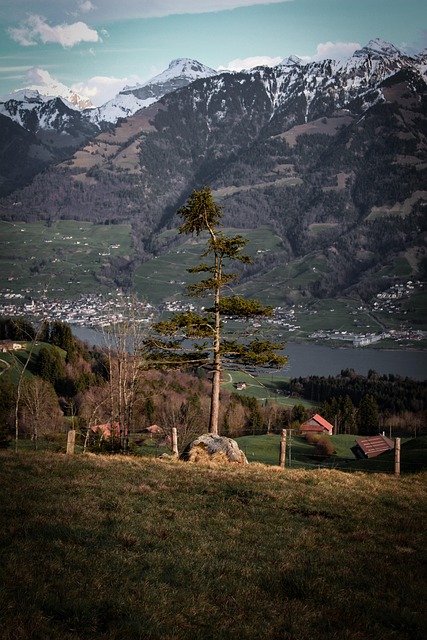 Free Mountains Tree photo and picture