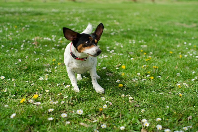 Jack Russell Dog Pet - Free photo on Pixabay - Pixabay