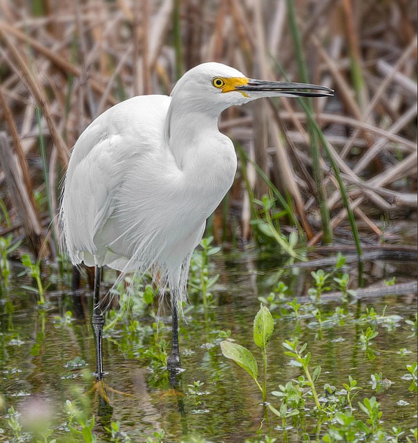 Reiher, Vogel, Tier, Federn, Gefieder