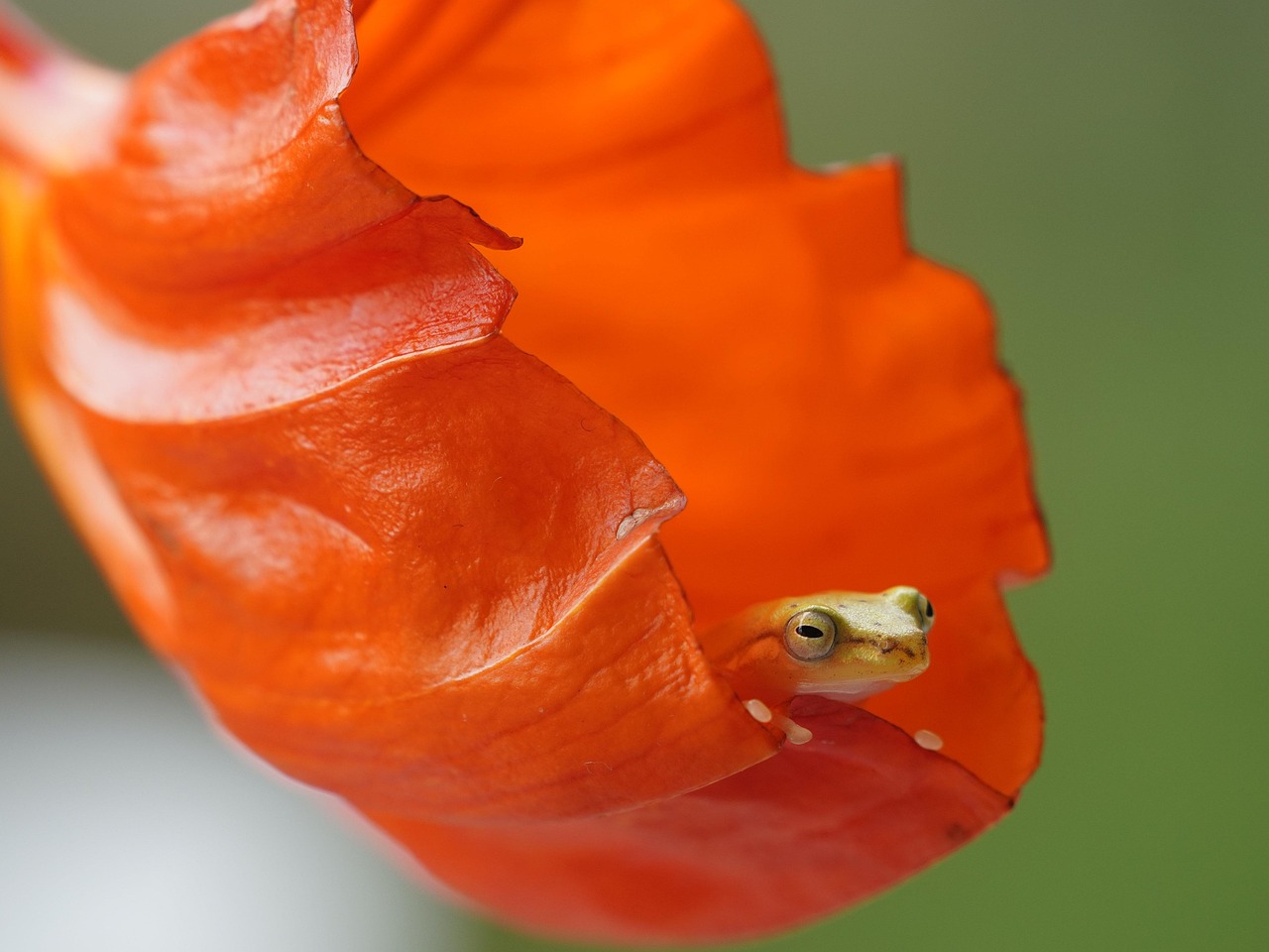 Animal - free online jigsaw puzzle photo