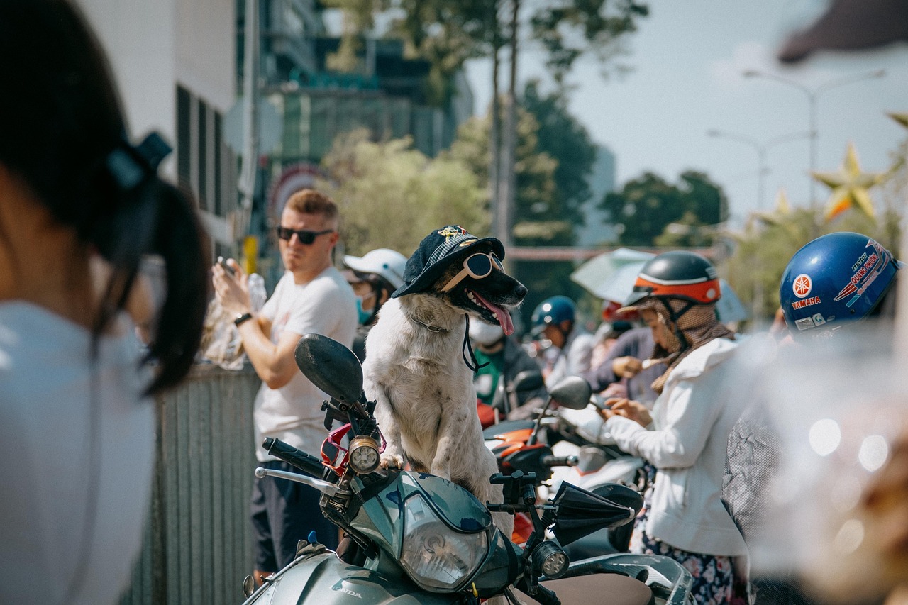 Dog - free online jigsaw puzzle photo