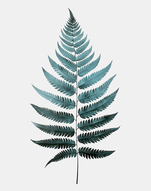 Free fern leaf green illustration