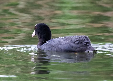 Free Bird Ornithology photo and picture