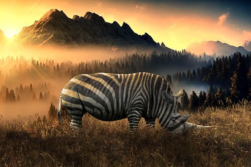 Free Rhino Zebra photo and picture