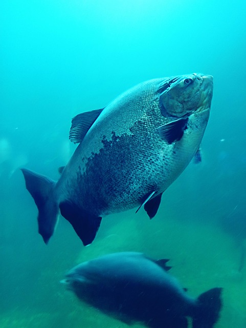Aquarium, Fisch, Fische, Natur
