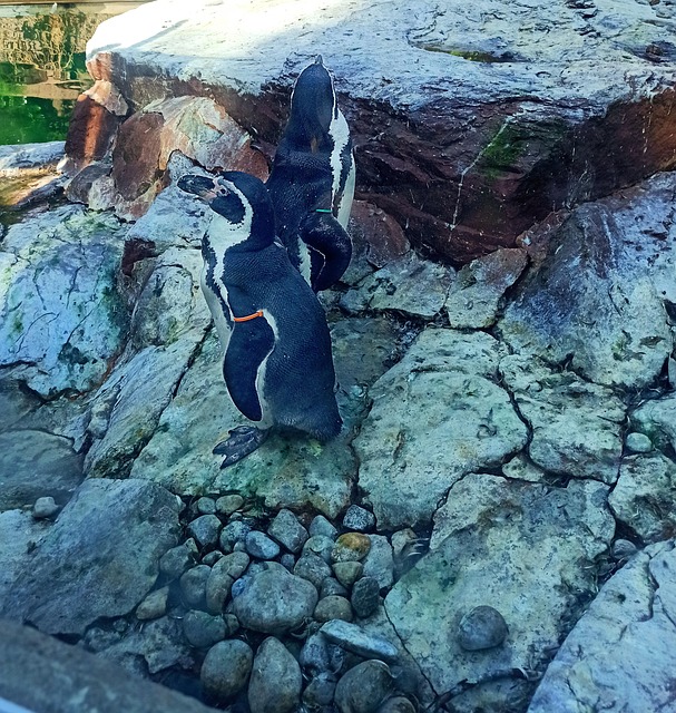 Pinguine, Zoo, Tierwelt, Natur, Tier